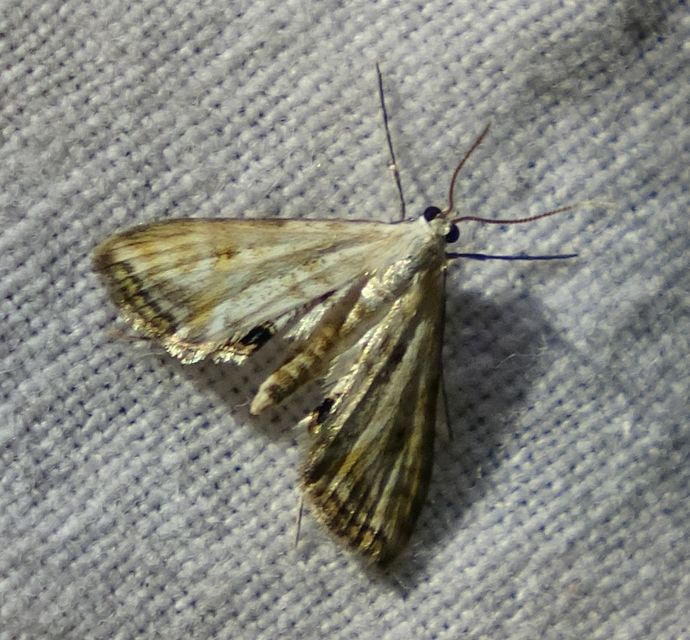 Cataclysta lemnata - békalencsemoly