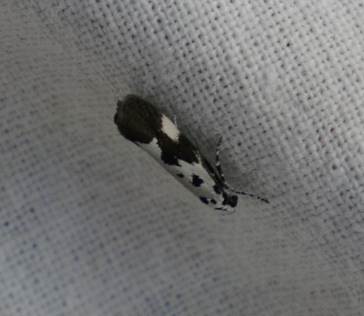 Ethmia quadrillella - gyászos feketemoly