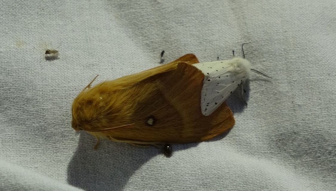 Lasiocampa quercus - tölgyfaszövő