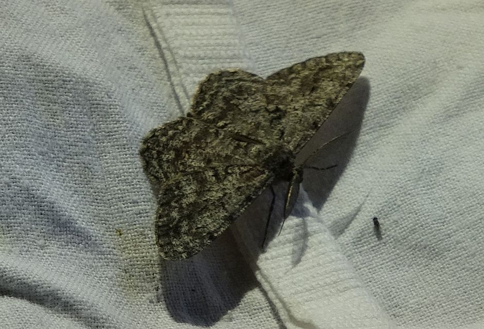 Hypomecis roboraria - nagy tölgyfaaraszoló