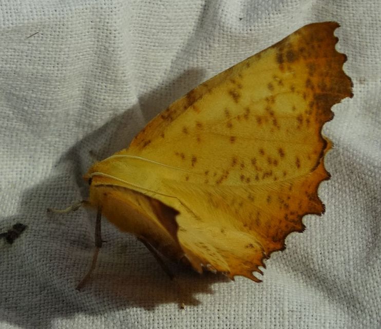 Ennomos autumnaria - őszi levélaraszoló