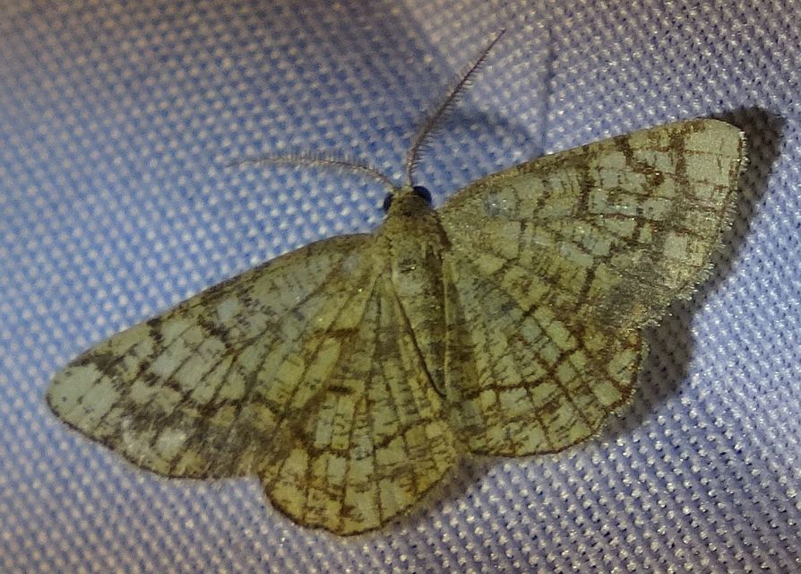 Stegania dilectaria - fehérnyár-araszoló