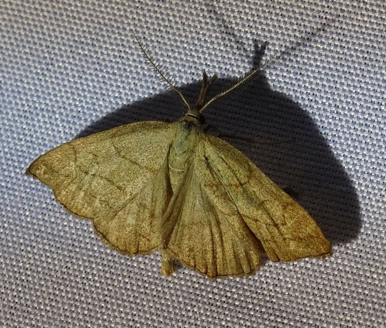 Polypogon tentacularia - sötétaljú karcsúbagoly
