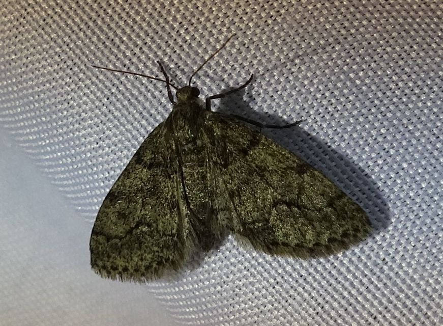 Tephronia sepiaria - zuzmóaraszoló