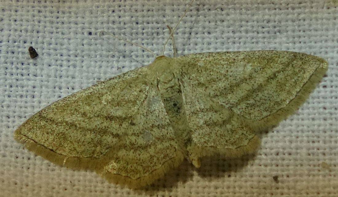 Scopula virgulata - vesszős sávosaraszoló