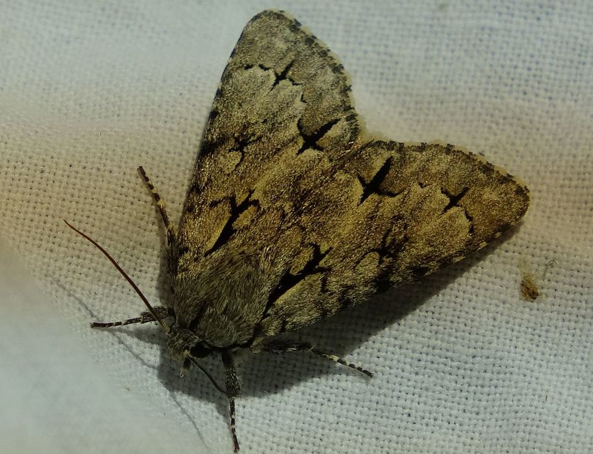 Acronicta cuspis/tridens/psi