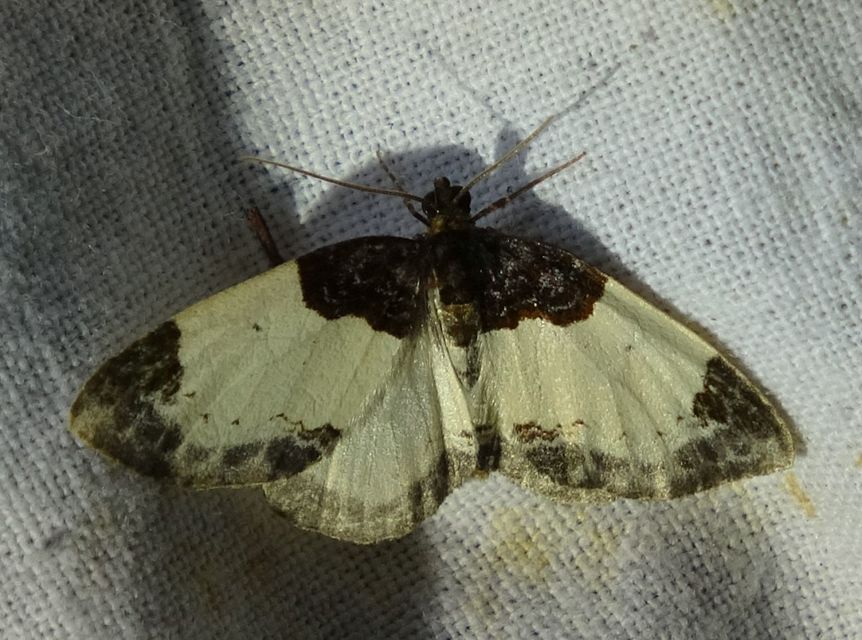 Mesoleuca albicillata - tarka fűzfaaraszoló