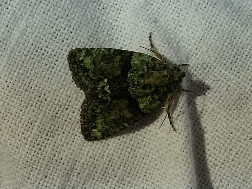 Cryphia algae - sárgászöld zuzmóbagoly
