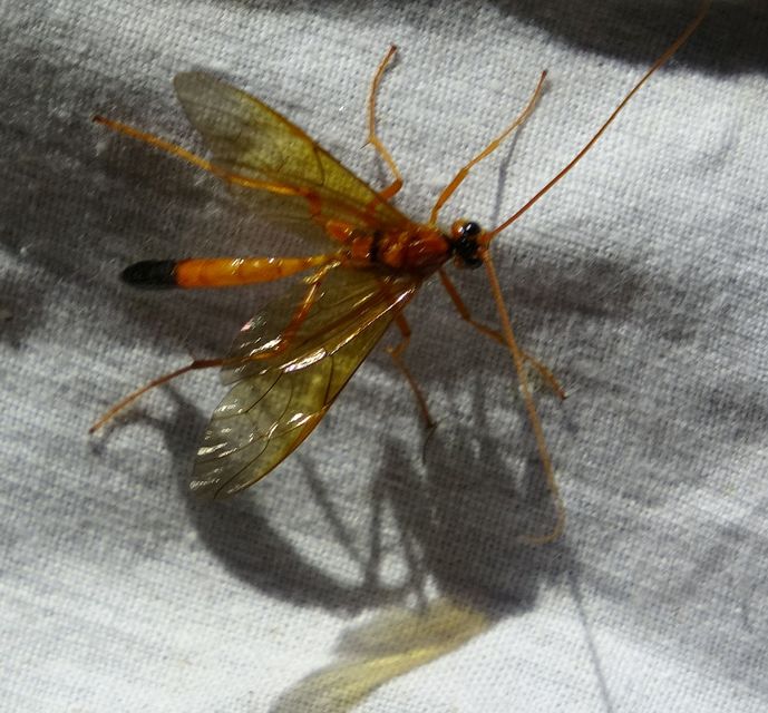 Netelia