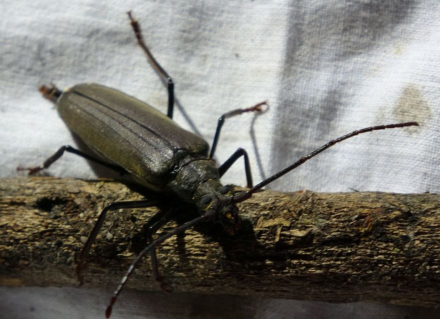 Aegosoma scabricorne - diófacincér