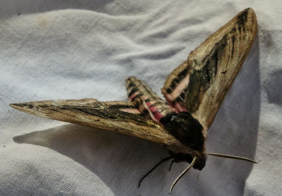 Sphinx ligustri - fagyalszender