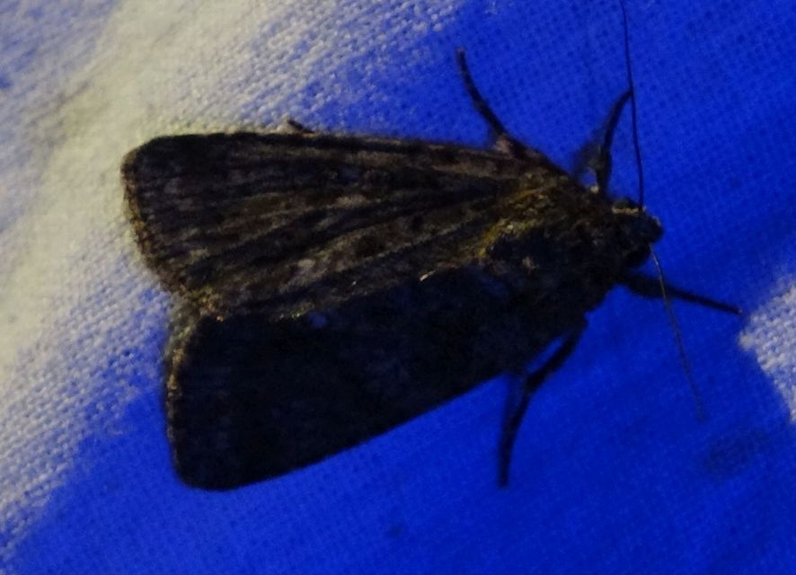Acronicta rumicis - sóska-szigonyosbagoly