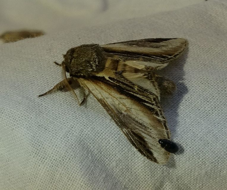 Pheosia tremula - nyárfa-púposszövő