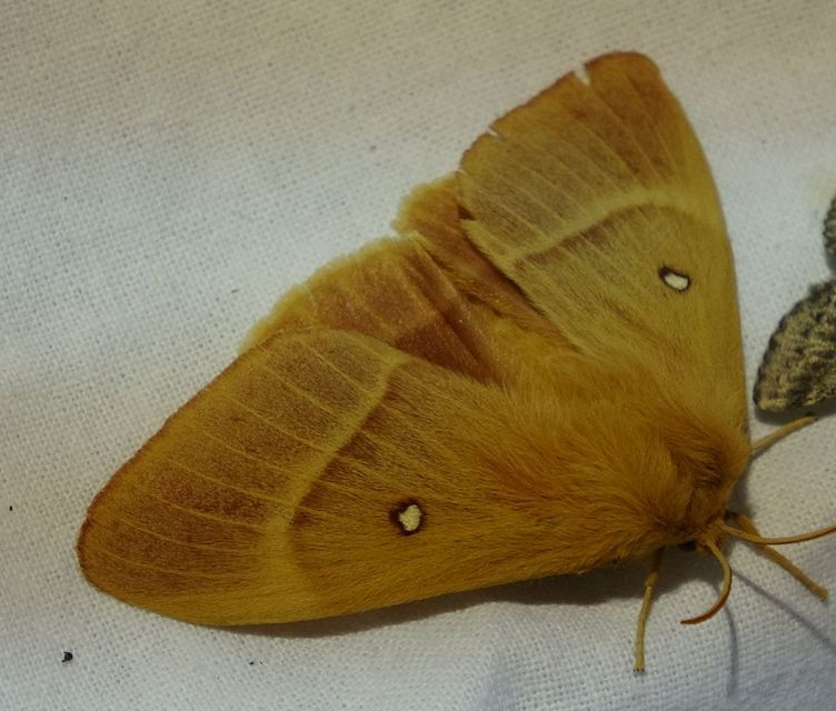 Lasiocampa quercus - tölgyfaszövő