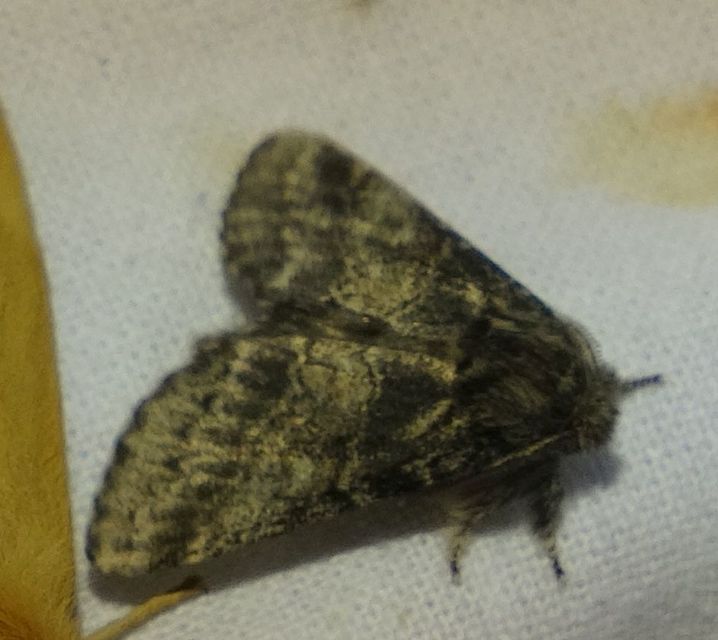 Gluphisia crenata - kormos púposszövő