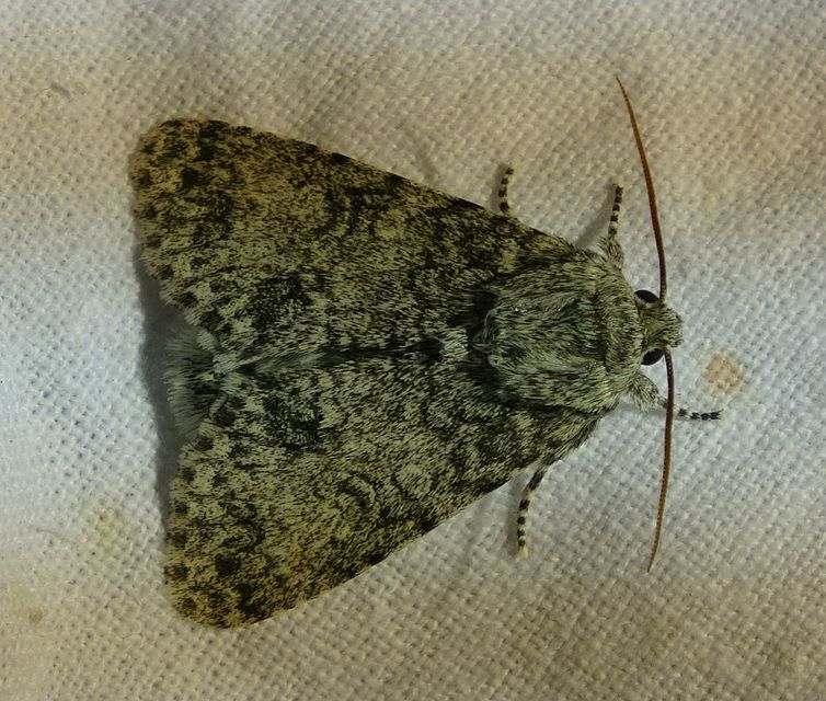 Acronicta megacephala - nagyfejű szigonyosbagoly