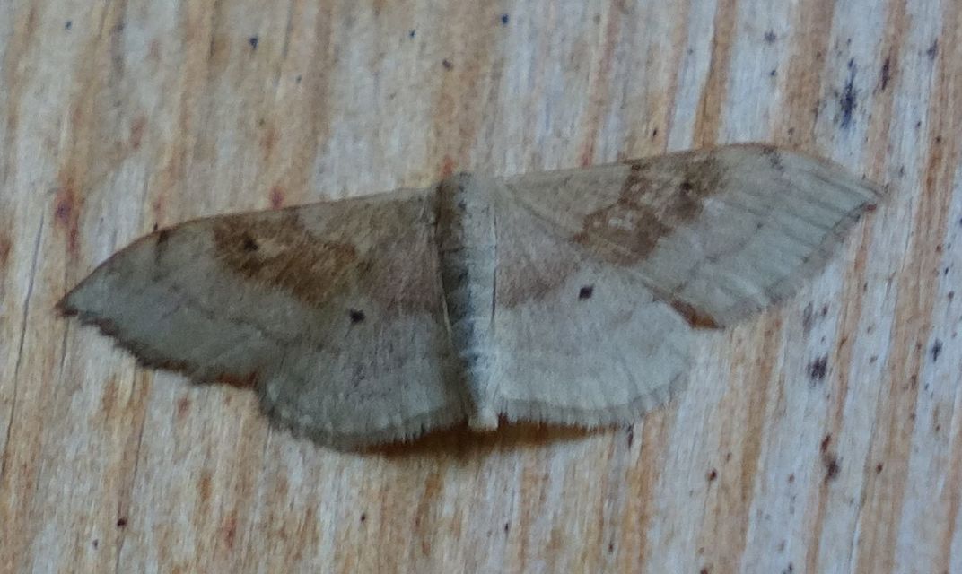 Idaea degeneraria - barnasávos araszoló