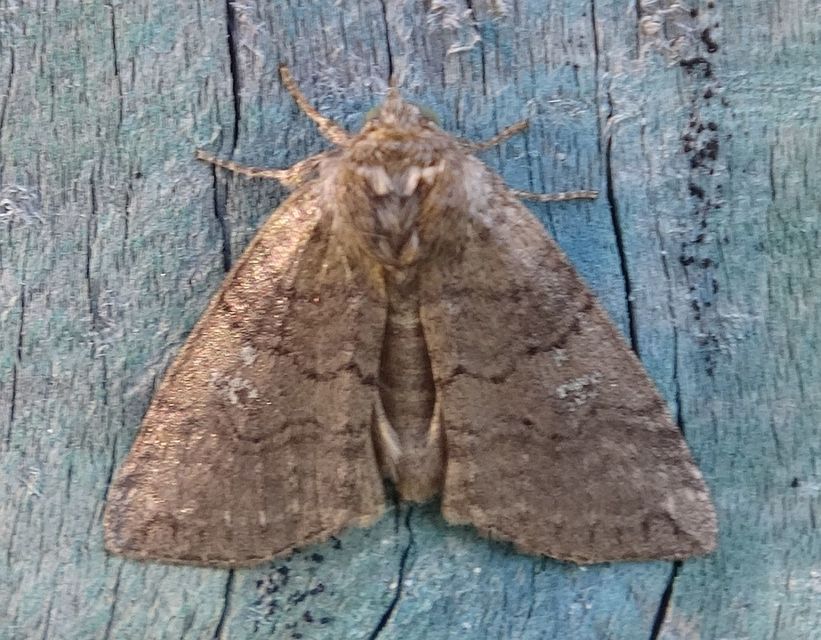 Tethea or - bélyeges pihésszövő