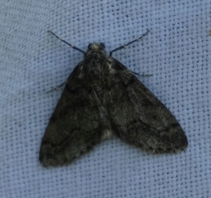 Tephronia sepiaria - zuzmóaraszoló