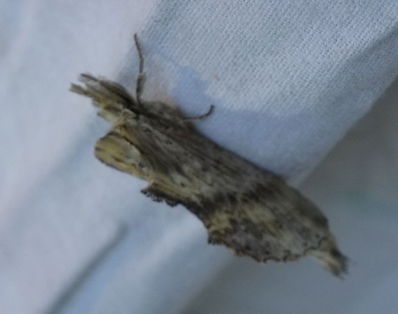 Pterostoma palpina - csőrös púposszövő
