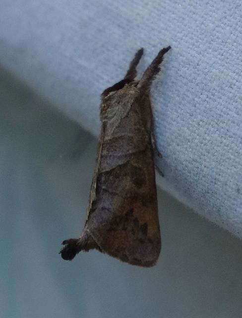 Clostera anastomosis - barna levélszövő