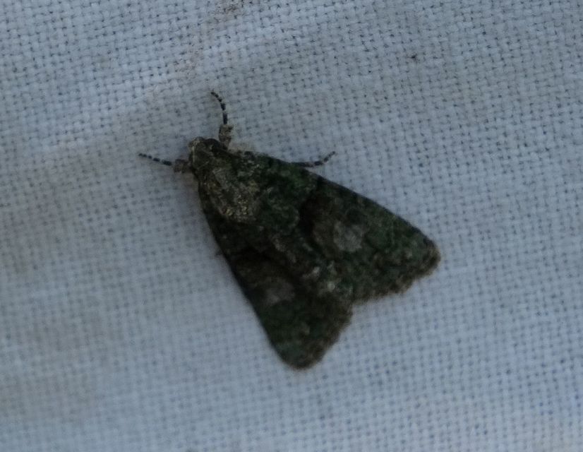 Cryphia algae - sárgászöld zuzmóbagoly