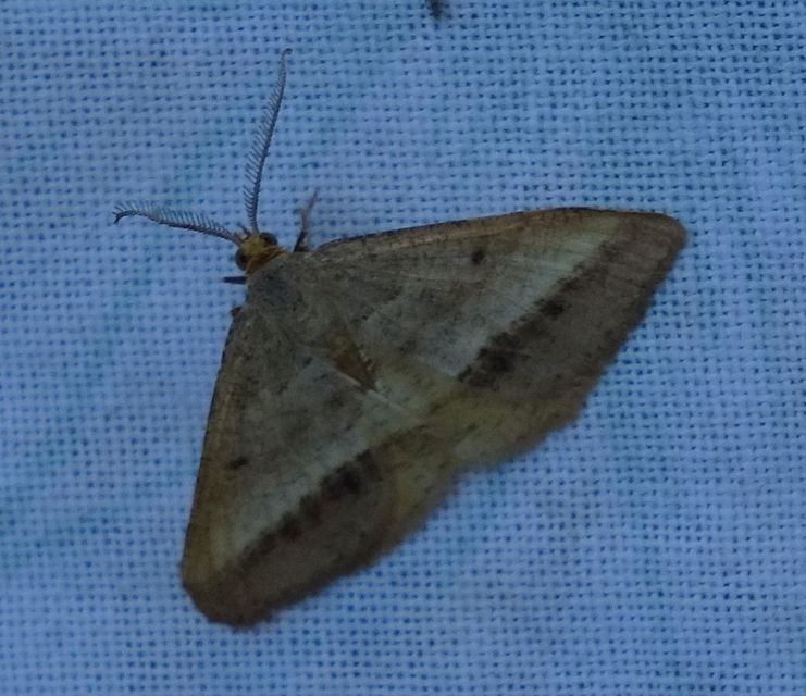 Tephrina arenacearia - lucerna-araszoló