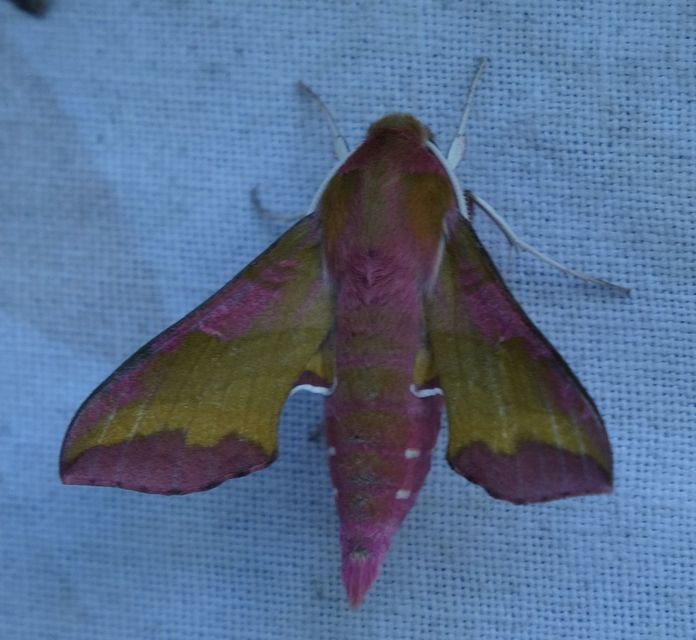 Deilephila porcellus - piros szender