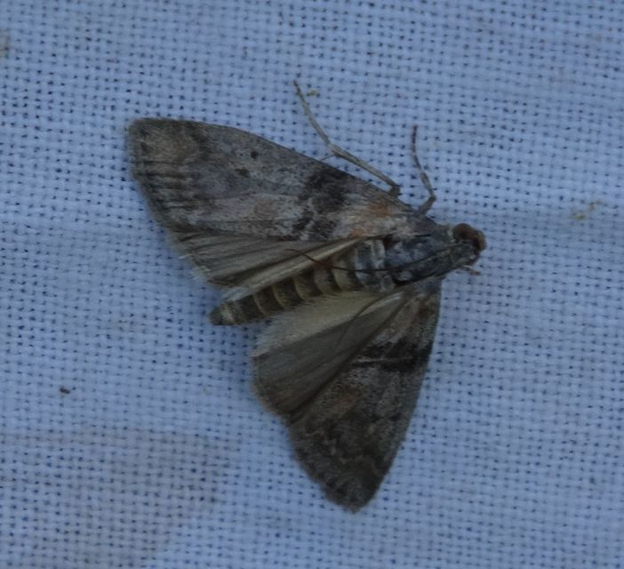 Sciota