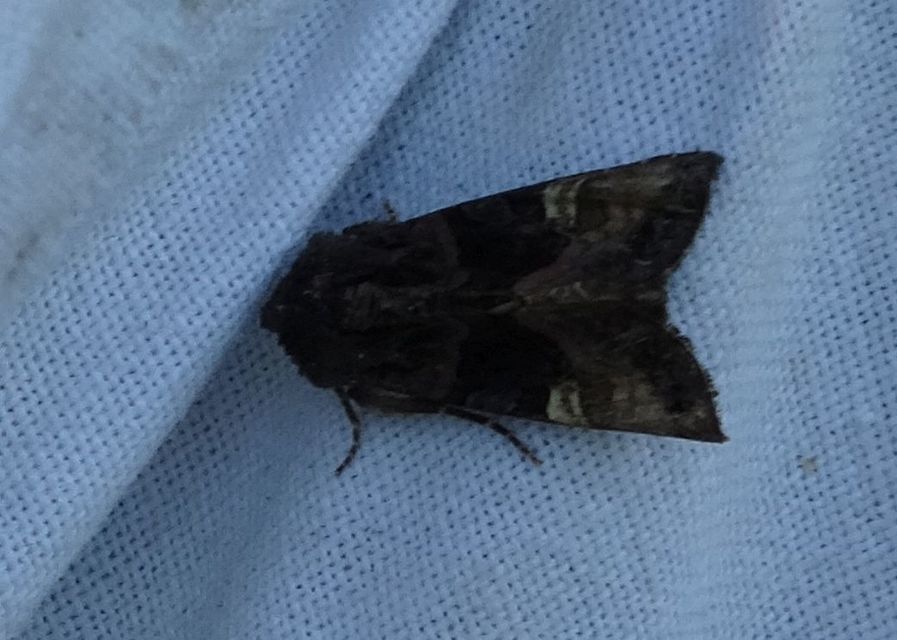 Euplexia lucipara - szeder-csipkésbagoly