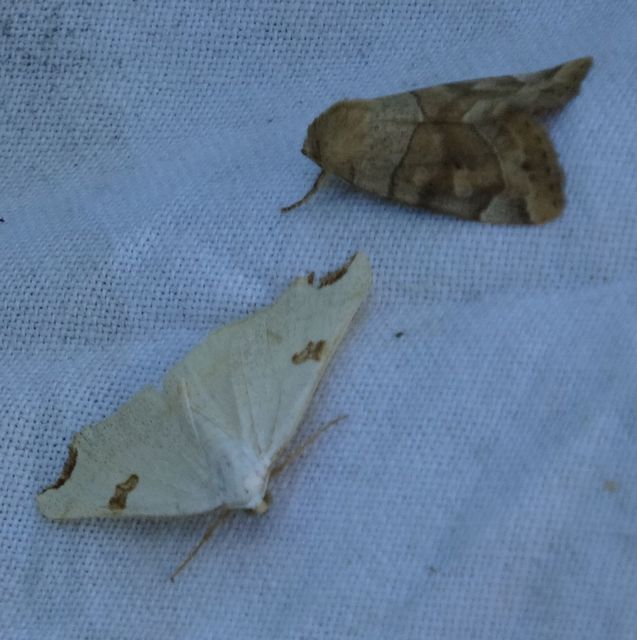 Cosmia trapezina - közönséges lombbagoly
