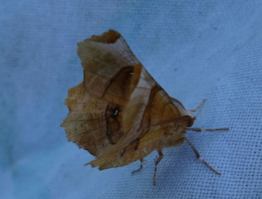 Selenia lunularia - egyfoltos holdasaraszoló