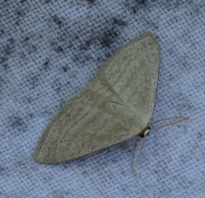 Scopula virgulata - vesszős sávosaraszoló