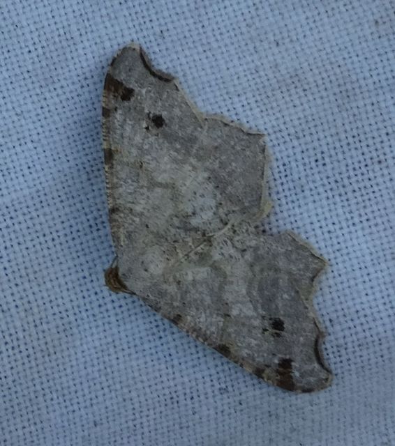 Macaria alternata - közönséges szürkearaszoló