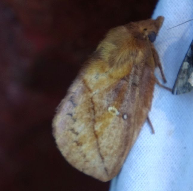 Euthrix potatoria - szomjas pohók