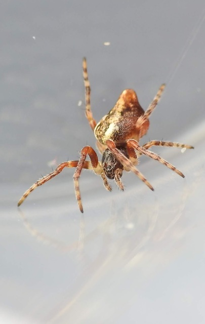 Cyclosa conica - csúcsos keresztespók