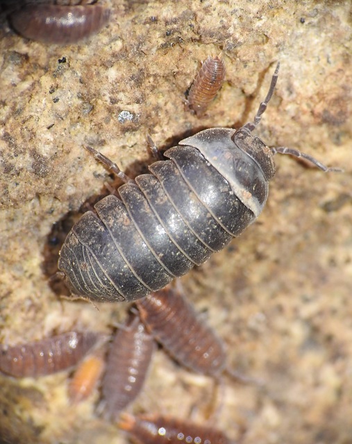 Armadillidium