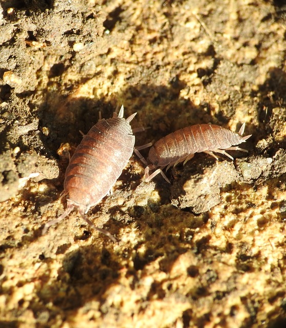 Porcellionides pruinosus - hamvas ászka Porcellionides pruinosus - hamvas ászka