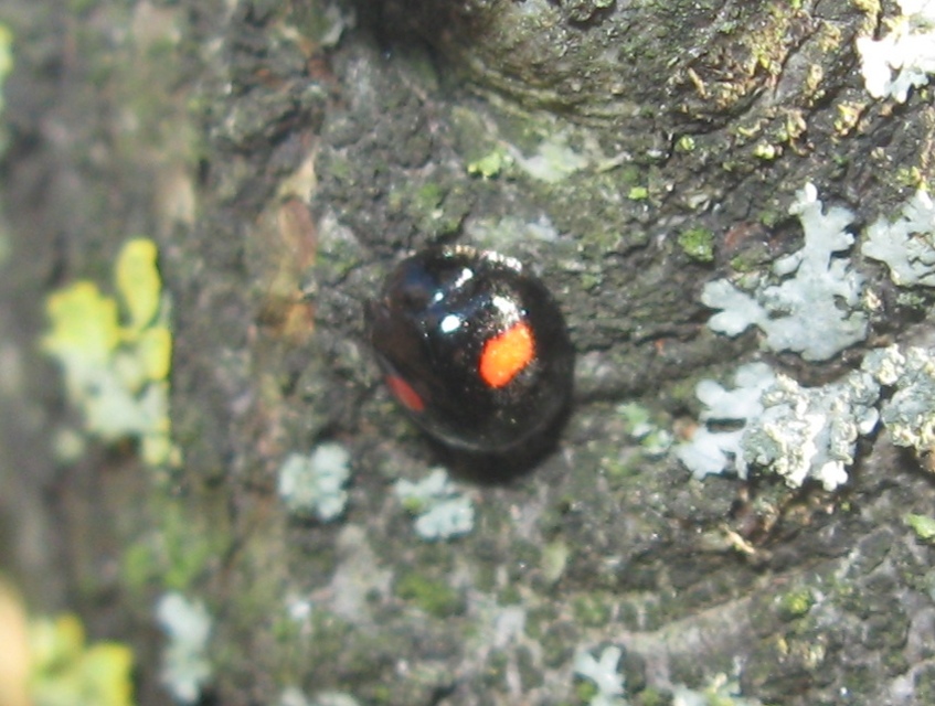 Chilocorus renipustulatus - vesefoltos szerecsenkata