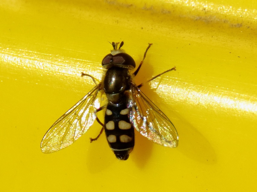 Eupeodes