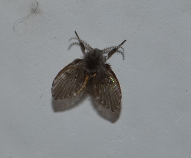 Clogmia albipunctata