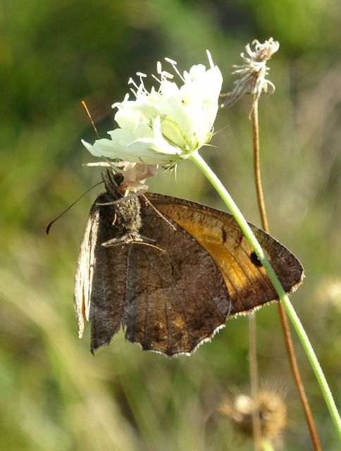 Arethusana arethusa - közönséges szemeslepke