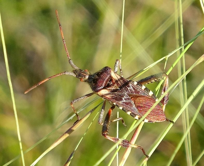 Leptoglossus occidentalis - nyugati levéllábú poloska