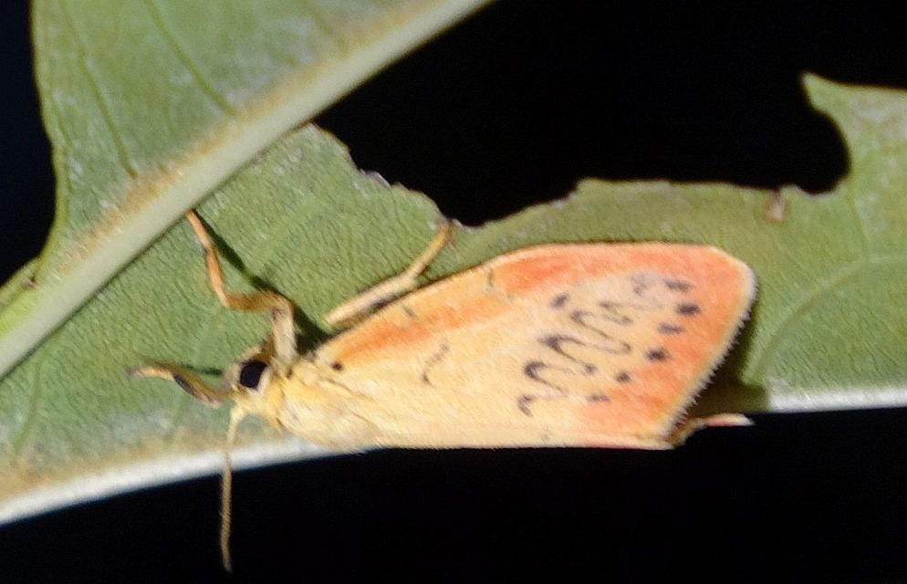 Miltochrista miniata - piros medvelepke