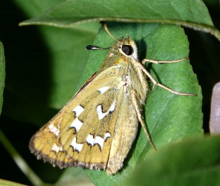 Hesperia comma - vesszős busalepke
