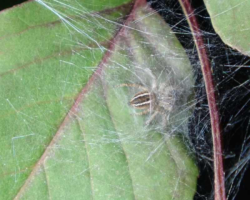 Philaeus chrysops - piros ugrópók