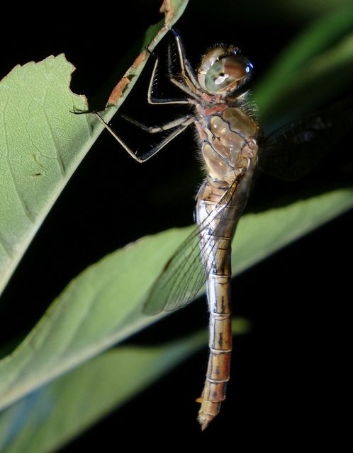 Sympetrum vulgatum - barkós katona-szitakötő