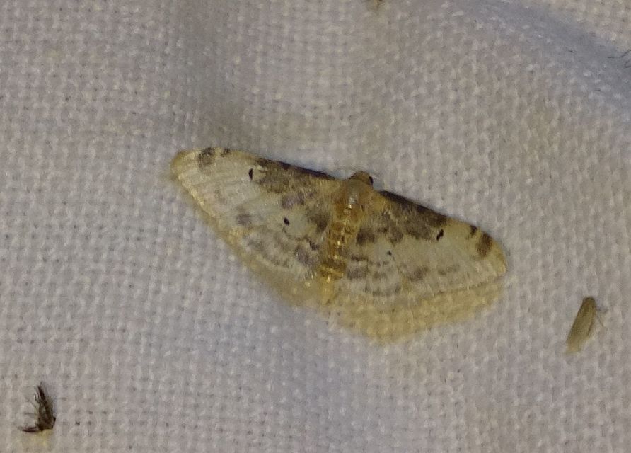 Idaea filicata - sötéttövű apróaraszoló