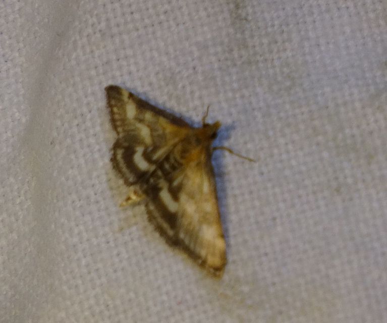 Pyrausta ostrinalis - ritka bíbormoly