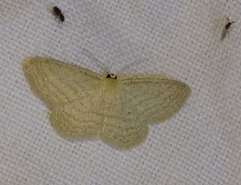 Scopula virgulata - vesszős sávosaraszoló